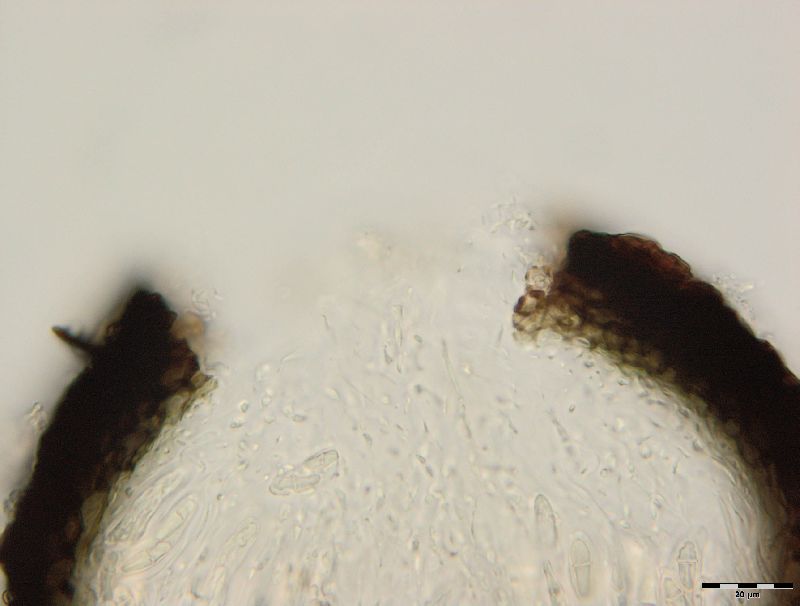 Gibbera pulchella image