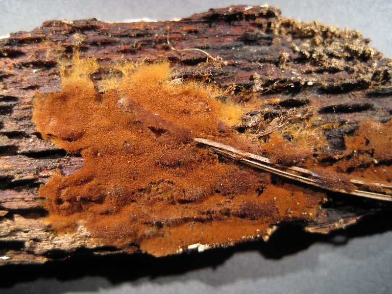 Tomentella fibrosa image