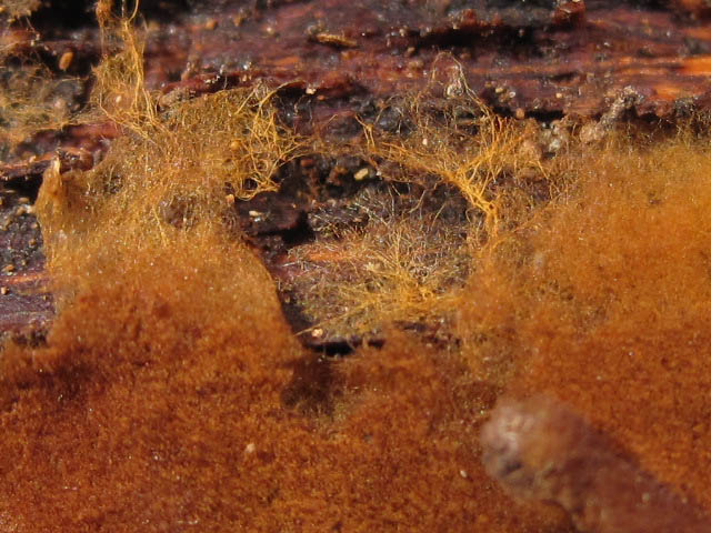 Tomentella fibrosa image