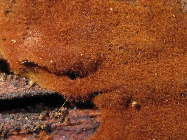 Tomentella fibrosa image