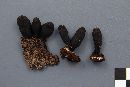 Xylaria cubensis image