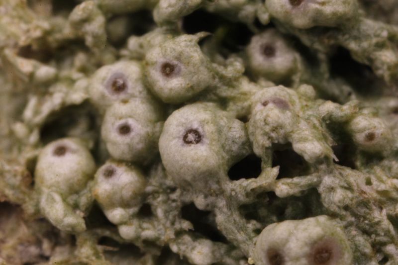 Pertusaria globularis image