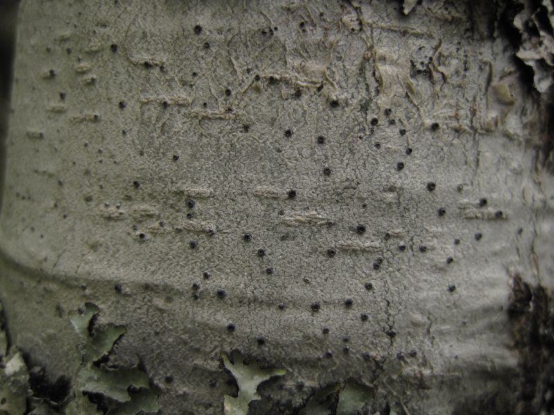 Stictis urceolata image