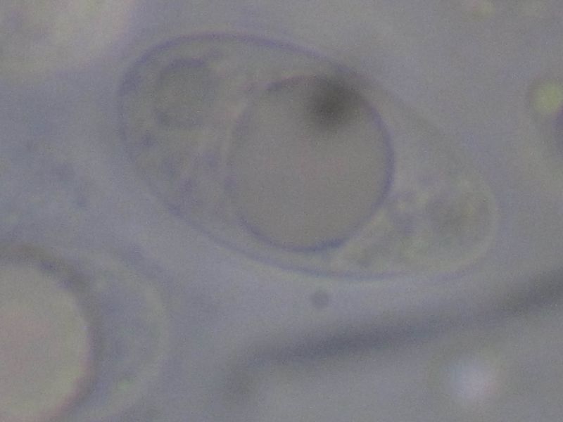 Trapelia coarctata image