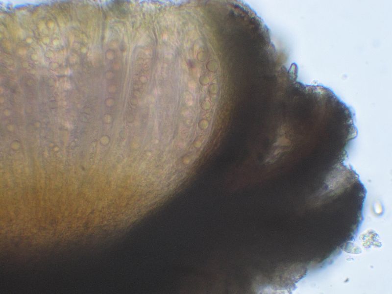 Trapelia coarctata image