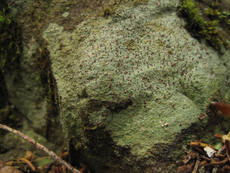 Trapelia coarctata image