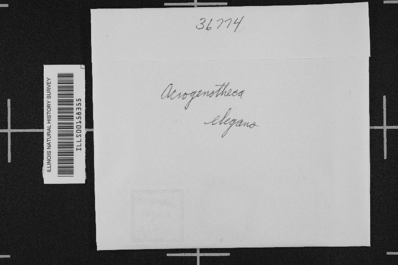 Acrogenotheca elegans image
