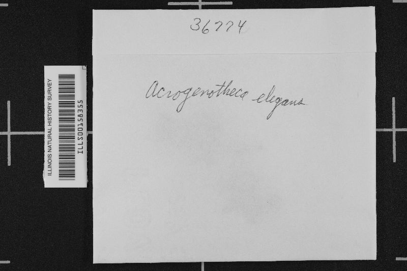 Acrogenotheca elegans image