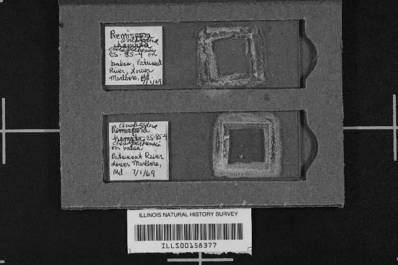 Aniptodera image