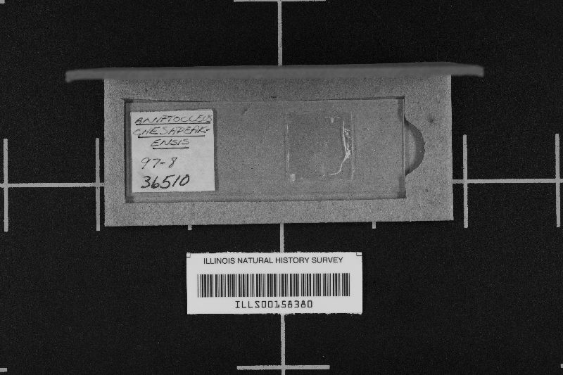 Aniptodera image