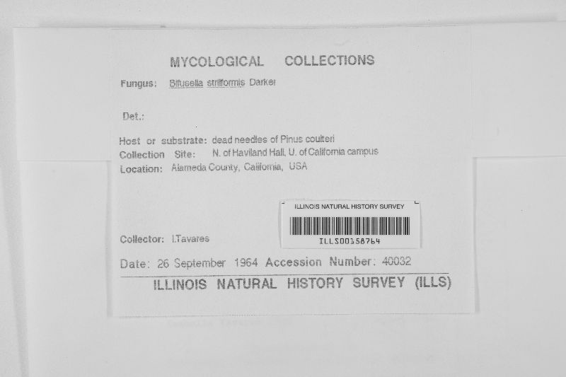 Soleella striiformis image