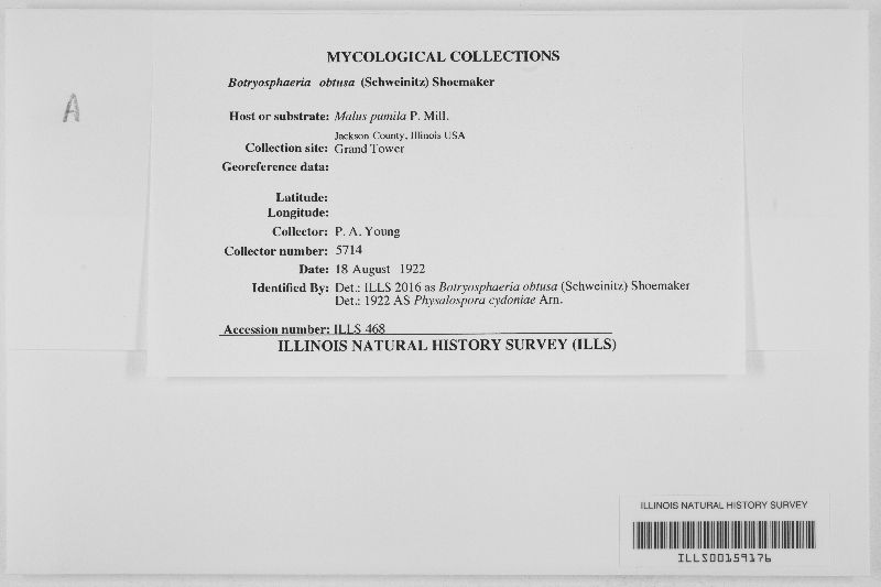 Botryosphaeria obtusa image