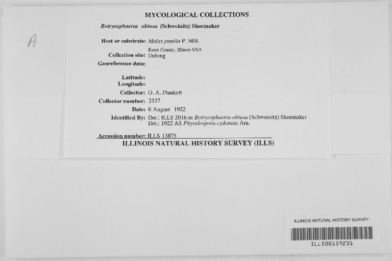 Botryosphaeria obtusa image