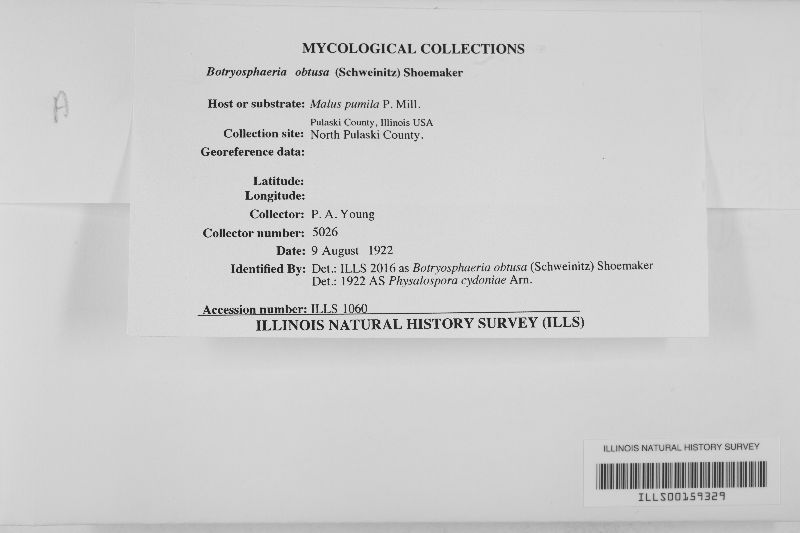Botryosphaeria obtusa image