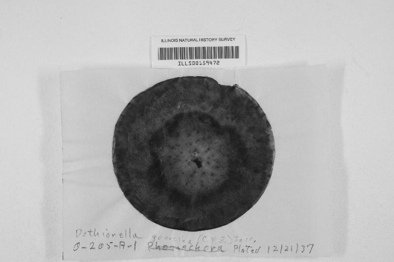 Lasiodiplodia theobromae image