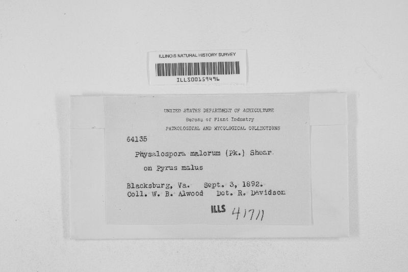 Botryosphaeria stevensii image