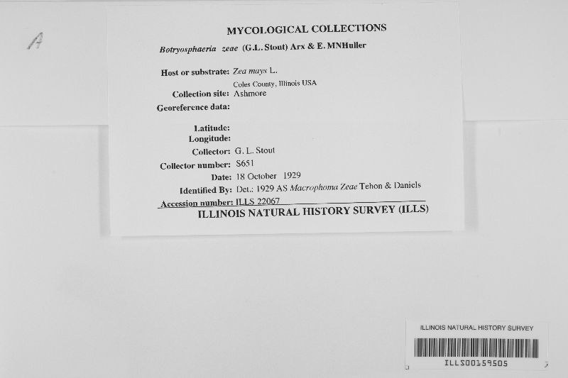 Botryosphaeria zeae image