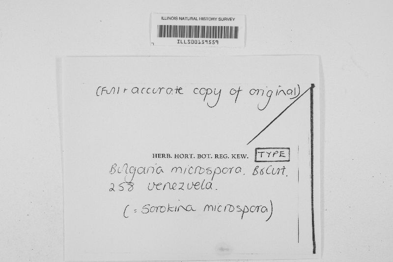 Sorokina image