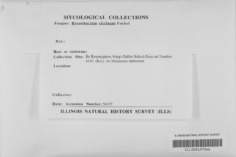 Byssothecium circinans image