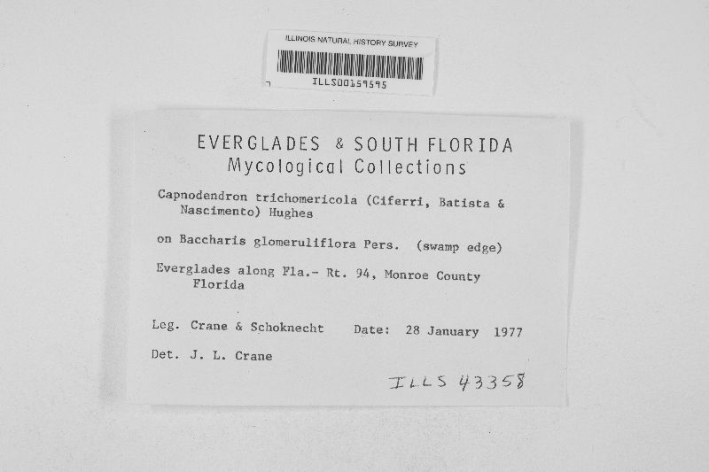 Capnodendron trichomericola image
