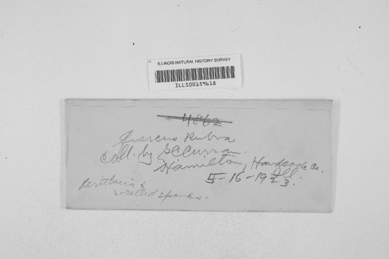 Colpoma quercinum image