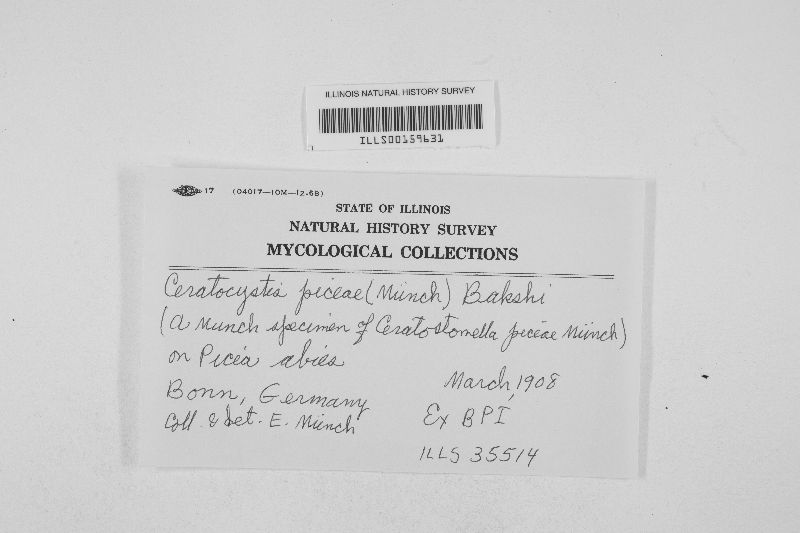 Ophiostoma piceae image