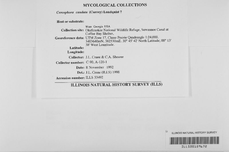 Immersiella caudata image