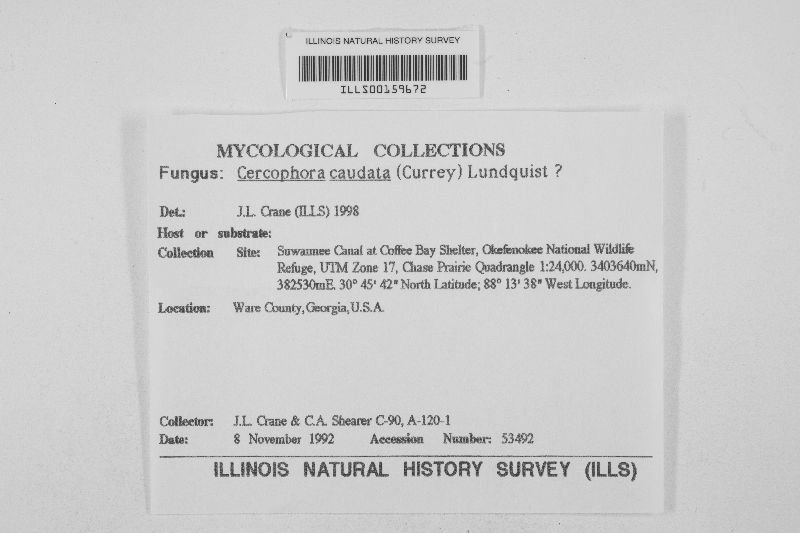 Immersiella caudata image