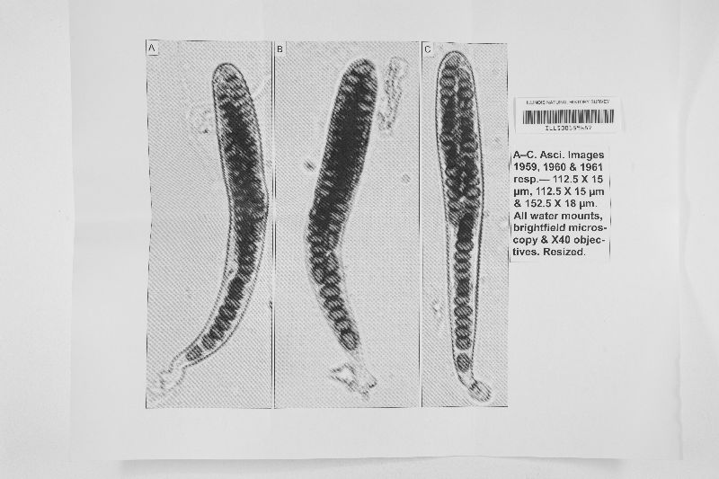 Cercophora silvatica image