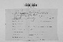 Claviceps purpurea image