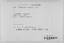 Claviceps purpurea image
