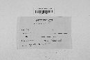 Claviceps purpurea image