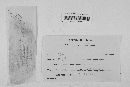 Claviceps purpurea image