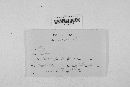 Claviceps purpurea image