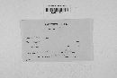 Claviceps purpurea image