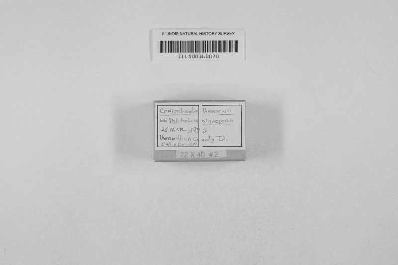 Coniochaeta hansenii image