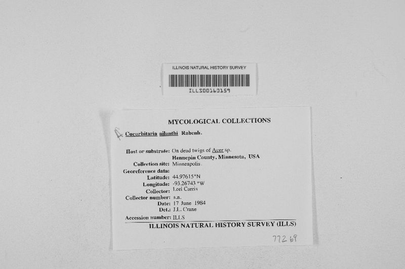 Cucurbitaria ailanthi image