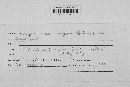 Lachnum virgineum image