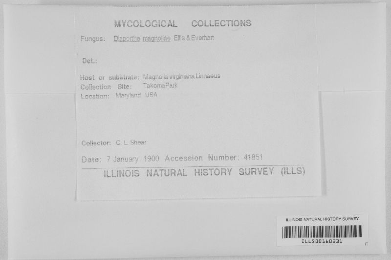 Diaporthe magnoliae image