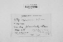 Diatrype stigma image