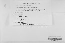 Diatrype stigma image