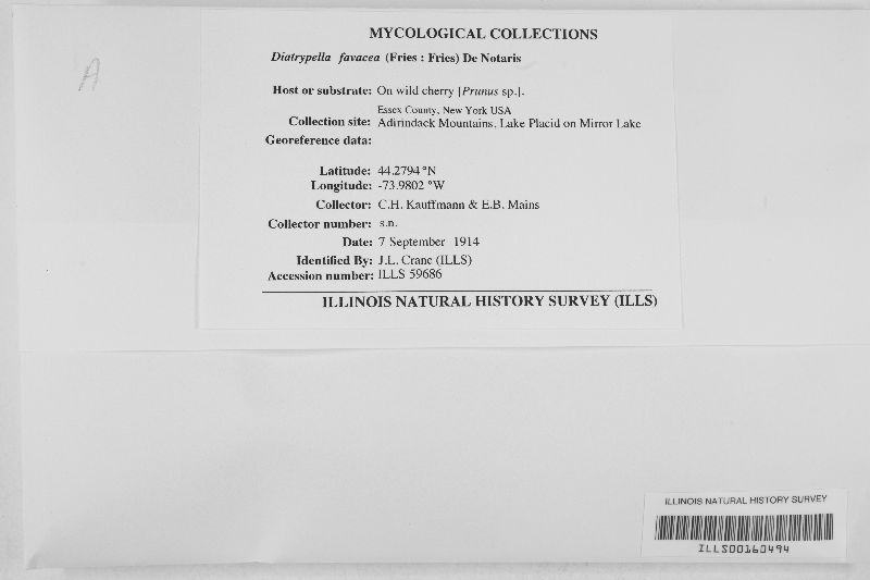 Diatrypella favacea image