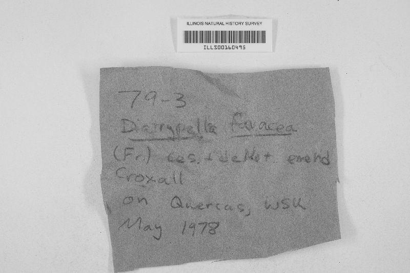 Diatrypella favacea image