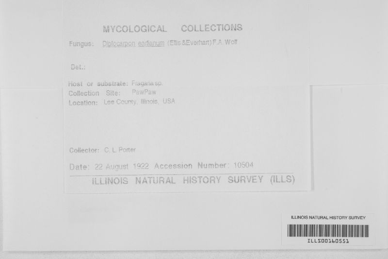 Diplocarpon earlianum image