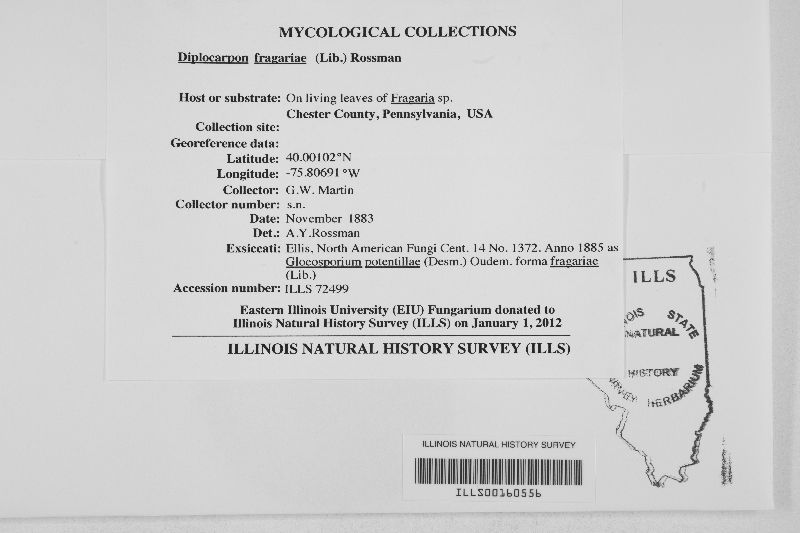 Diplocarpon fragariae image