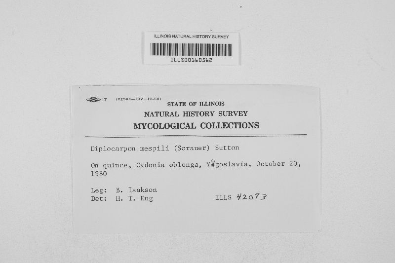 Diplocarpon mespili image
