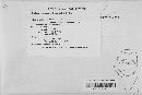 Diplocarpon mespili image
