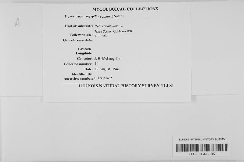 Diplocarpon mespili image