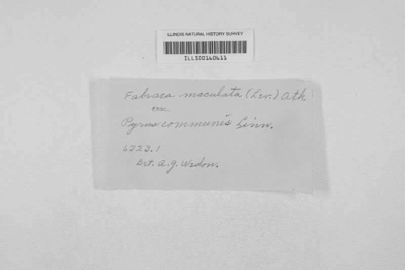 Diplocarpon mespili image