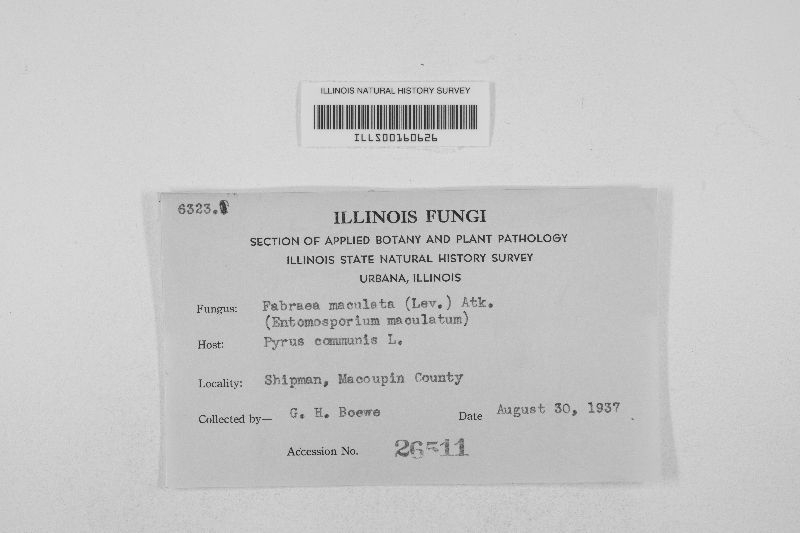 Diplocarpon mespili image